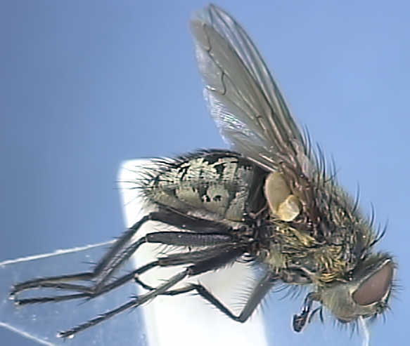 Pollenia rudis